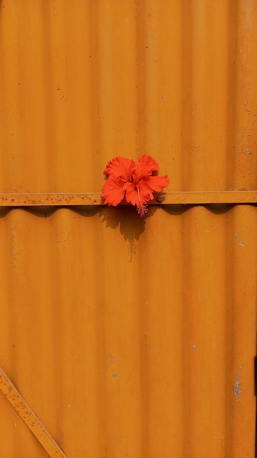 Orange bougainvillea flowers against a warm wall